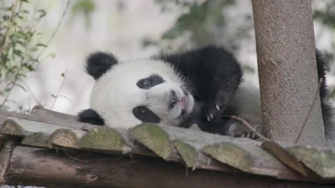 Baby panda playing on the tree Stock Footage 130833088