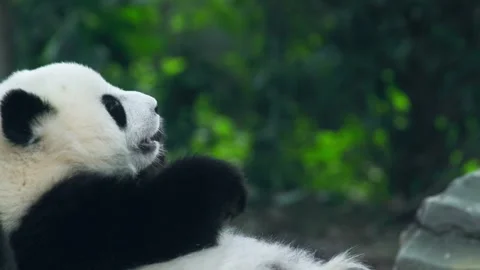 Baby Panda Rolling and Playing on Grass Outdoor 4 Video stock 334994157