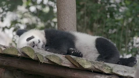 Baby panda sleeping on the tree Stock-Footage 130833187