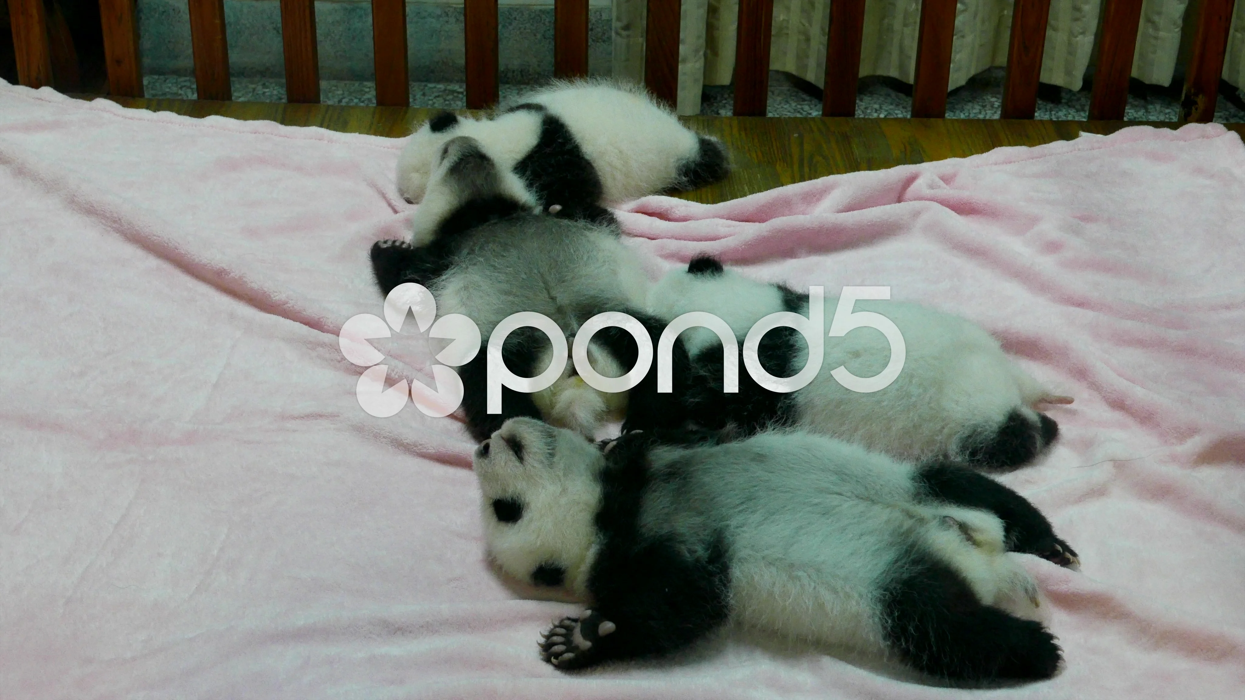 sleeping baby pandas
