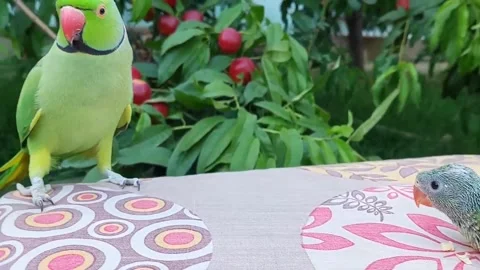 Baby Parrot talking Stock Footage 285610897