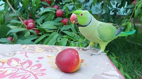 Baby Parrot talking Stock Footage 285610999