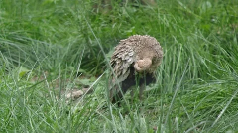 Baby Peacock Stock Footage 8691709