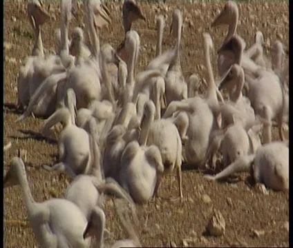 Baby pelicans Video stock 33606818