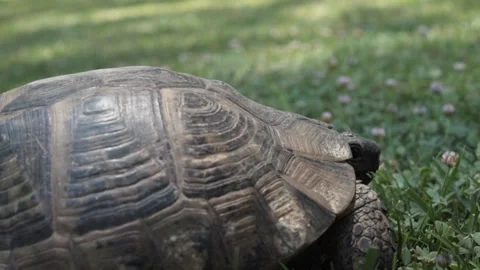 Baby petting turtle 스톡 동영상 157609990