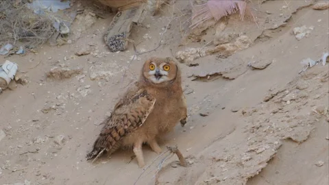 Baby Pharaoh Eagle-Owl Perched in Sandy Rock Crevice Turning Its Head Stock Footage 342487555
