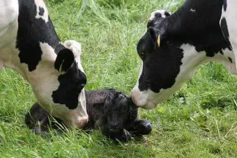 Baby Stock Photos