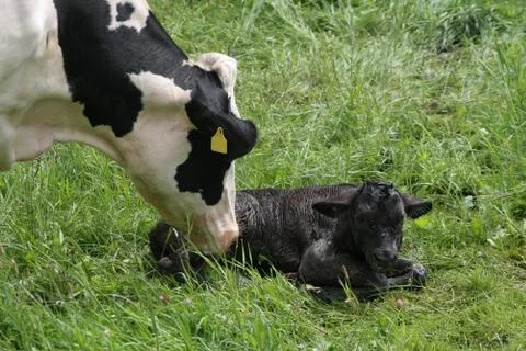 Baby Stock Photos