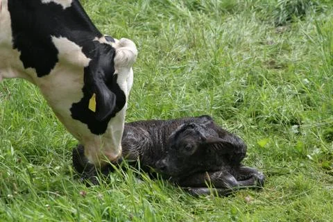 Baby Stock Photos