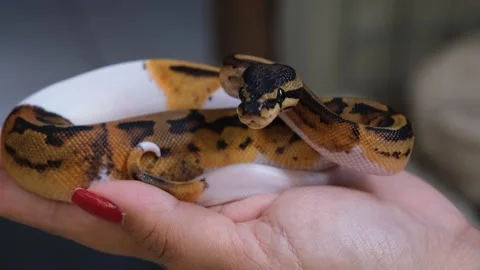 Baby Pied ball python in a woman's hand. 스톡 동영상 307454698