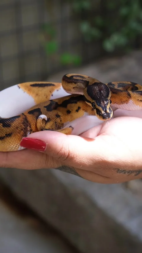 Baby Pied ball python in a woman's hand vertical. Stock Footage 307457622