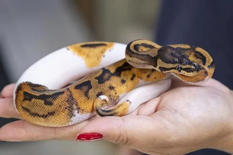 Baby Pied ball python in a woman's hand. Stock Photos