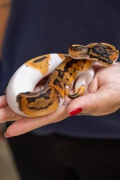 Baby Pied ball python in a woman's hand vertical. Stock Photos