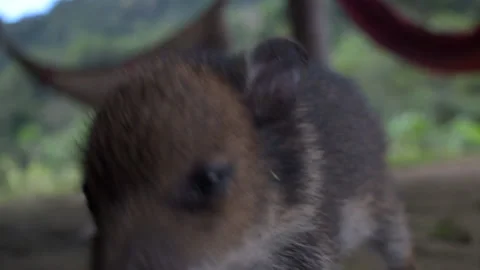 Baby pig chewing Stock Footage 143483267