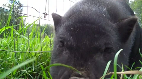 Baby pig close up Stock Footage 1034145