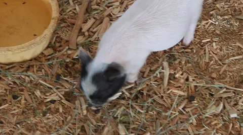 Baby Pig Stock Footage 28294664