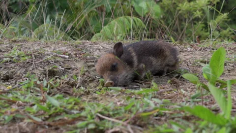 Baby pig sleeping Stock Footage 143483122