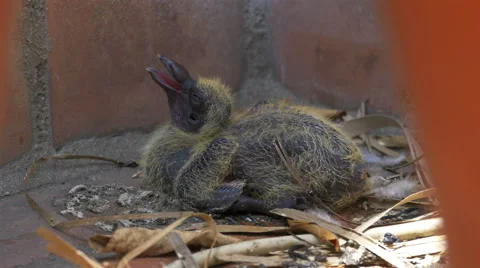 Baby pigeon Stock Footage 40320591