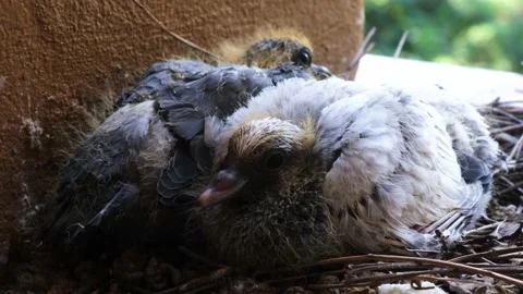 Baby pigeons Stock Footage 146511216