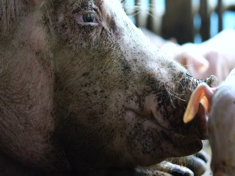 Baby Pigs, Farm Animals Stock Footage
