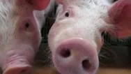 Baby Pigs, Piglets, Hogs, Farm Animals Stock Footage