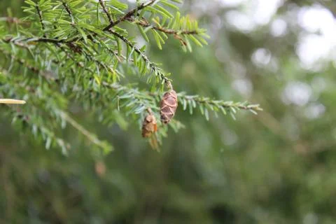 Baby Pine Cone 写真素材
