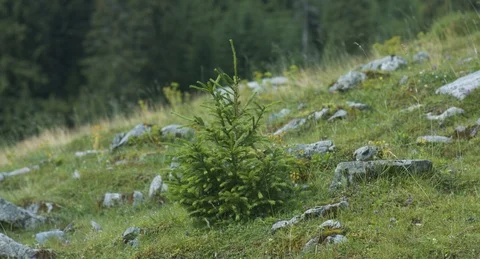 Baby pine tree Stock Footage 94964629