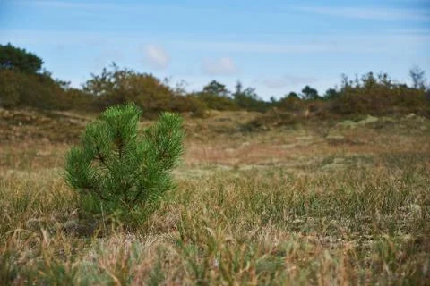 A baby pine tree growing in an empty field in the dunes Stock Photos