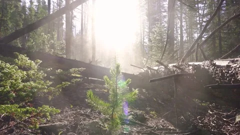 Baby Pine Tree Growing in Forest 01 | Renewal | Environment | Climate Change 4K Stock Footage 293633046
