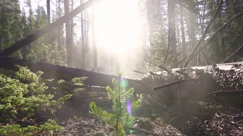 Baby Pine Tree Growing in Forest 02 | Renewal | Environment | Climate Change 4K Stock-Footage 293635584