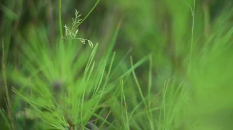 Baby Pine Tree HD Video stock 841122