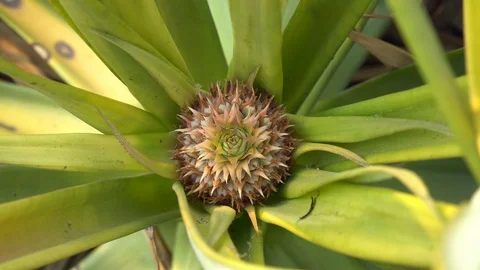Baby pineapple fruit on tree. Pineapple Farm. Stock Footage 128214839