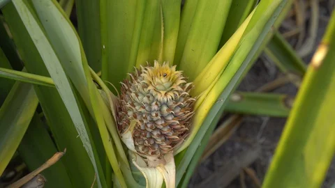 Baby pineapple fruit on tree. Pineapple Farm. Stock Footage 128214841