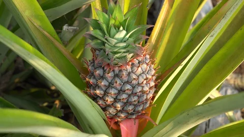 Baby pineapple fruit on tree. Pineapple Farm. Stock Footage 128214853