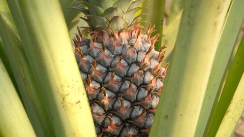 Baby pineapple fruit on tree. Pineapple Farm. Stock Footage 128214857