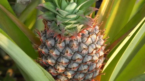 Baby pineapple fruit on tree. Pineapple Farm. Stock Footage 128214861