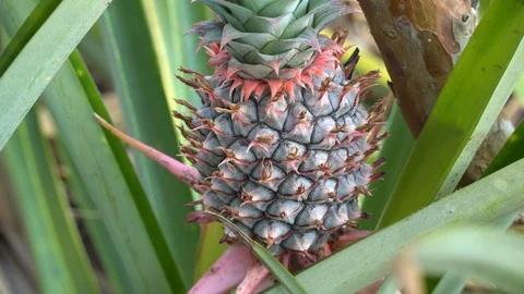 Baby pineapple fruit on tree. Pineapple Farm. Stock Footage 128214880