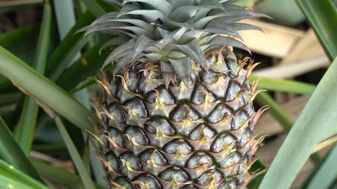 Baby pineapple fruit on tree. Pineapple Farm. Stock Footage 128214882