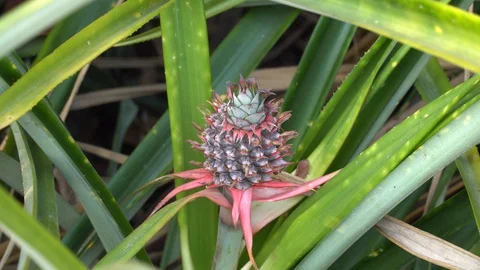 Baby pineapple fruit on tree. Pineapple Farm. Stock Footage 128214890