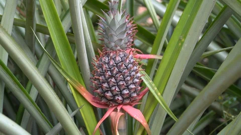 Baby pineapple fruit on tree. Pineapple Farm. Stock Footage 128214891