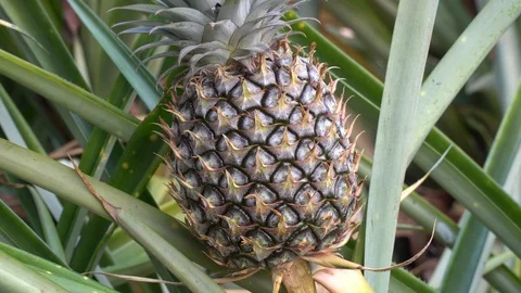Baby pineapple fruit on tree. Pineapple Farm. Stock Footage 128214901
