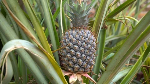 Baby pineapple fruit on tree. Pineapple Farm. Stock Footage 128214906