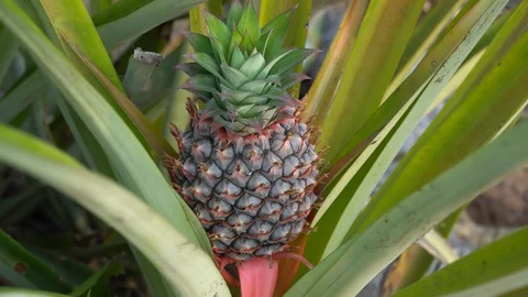 Baby pineapple fruit on tree. Pineapple Farm. Stock Footage 128214910