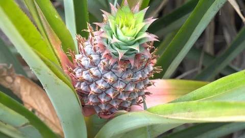 Baby pineapple fruit on tree. Pineapple Farm. Stock Footage 128214911