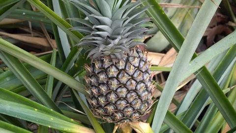 Baby pineapple fruit on tree. Pineapple Farm. Stock Footage 128214913