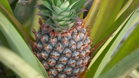 Baby pineapple fruit on tree. Pineapple Farm. Stock Footage 128214925