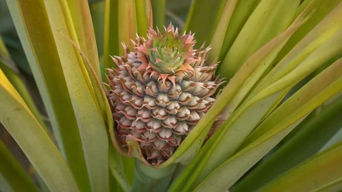 Baby pineapple fruit on tree. Pineapple Farm. Stock Footage 128214931