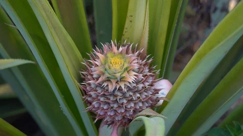 Baby pineapple fruit on tree. Pineapple Farm. Stock Footage 128215016