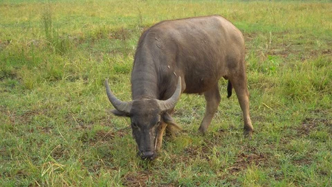 Baby pineapple fruit on tree. Pineapple Farm. Stock Footage 128238069