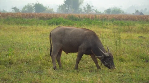 Baby pineapple fruit on tree. Pineapple Farm. Stock Footage 128238074